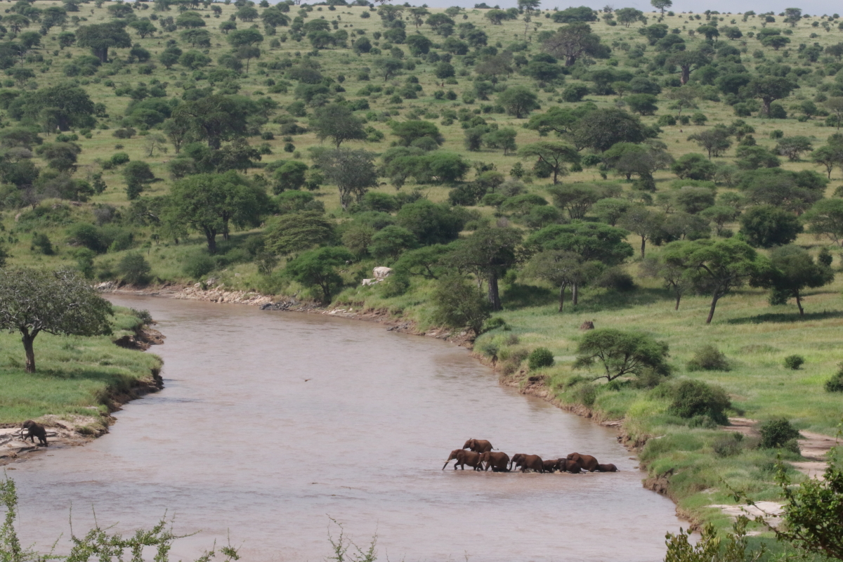 African Bush Elephant